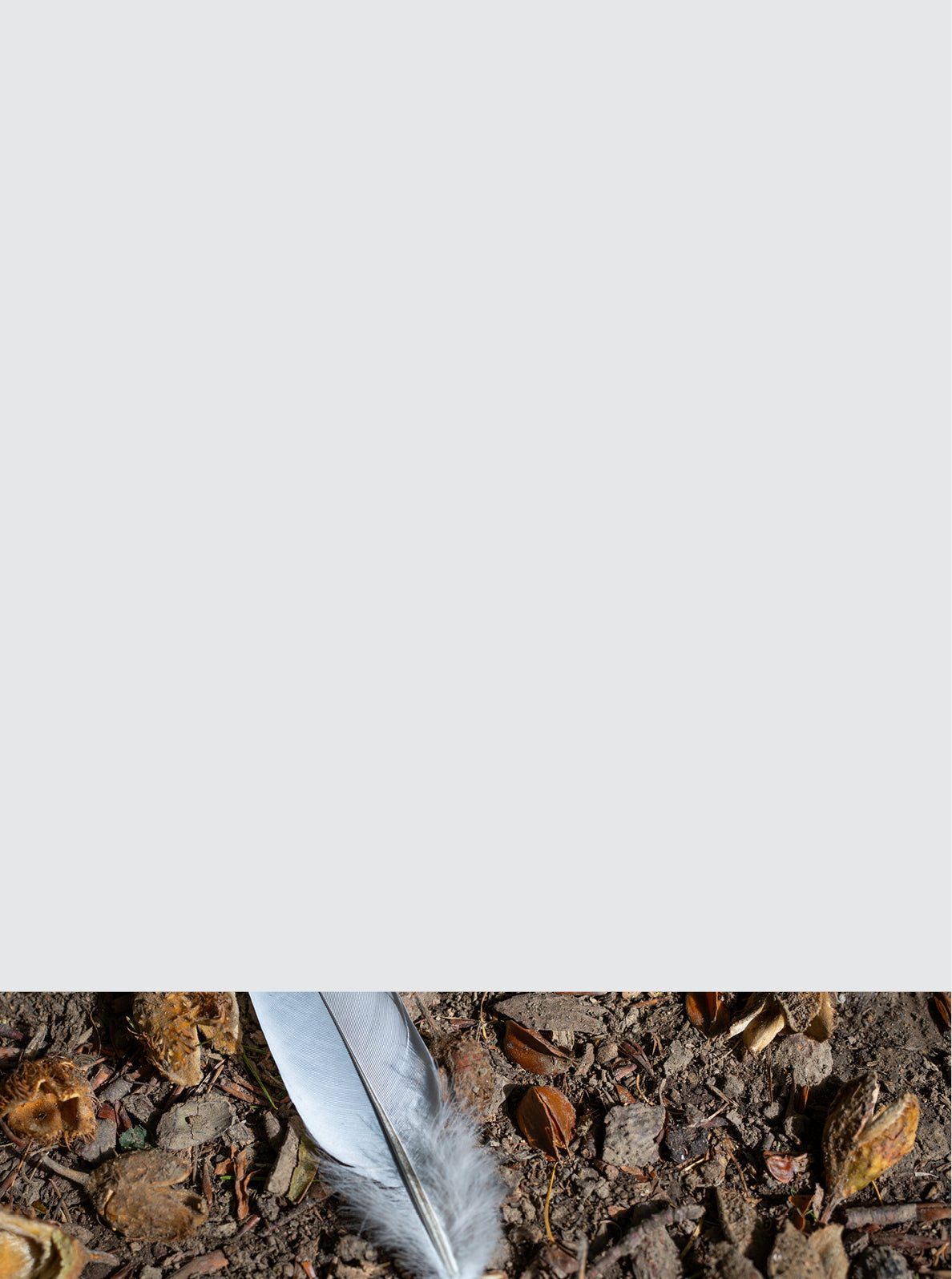 Curator High Quality Premium European Irish Netherland Paint Neutral