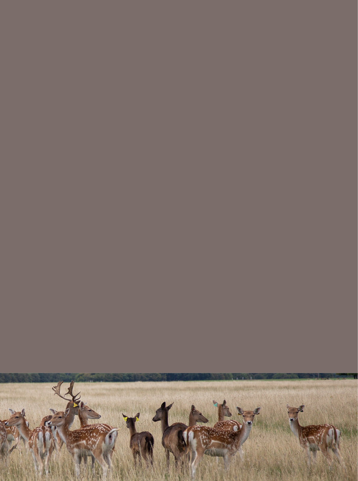 Curator High Quality Premium European Irish Netherland Paint Neutral 